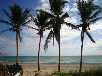 Palm trees in Florida