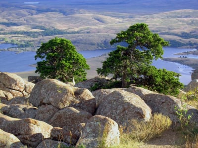 Trees on a cliff