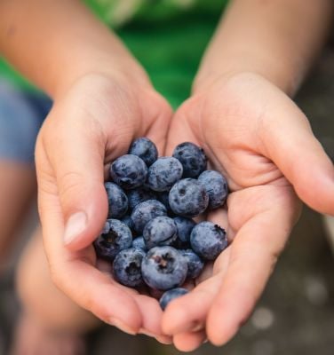 Blueberries 