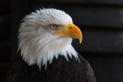 Celebrate National Bird Day With 10 Facts About Eagles