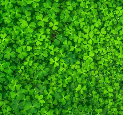 Lucky Activities On St. Patrick’s Day 2017