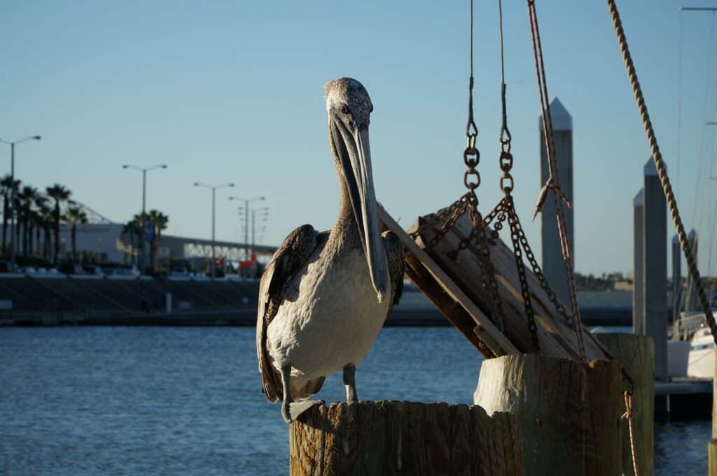 Pelican on the water in Corpus Christi, Texas