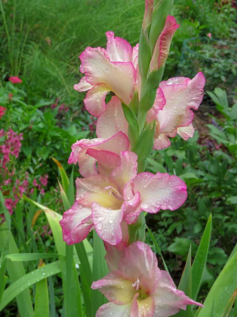 Gladiolus flower in Overland Park, Kansas arboretum.