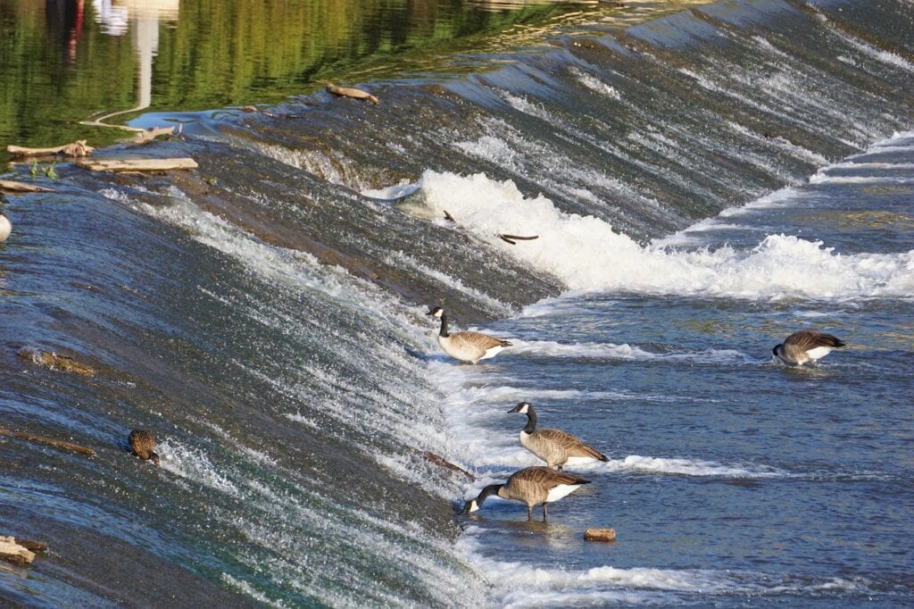 birds in Arkansas River, in Wichita, KS