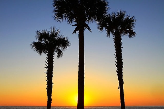 palm trees at a sunset in Hollywood, Florida